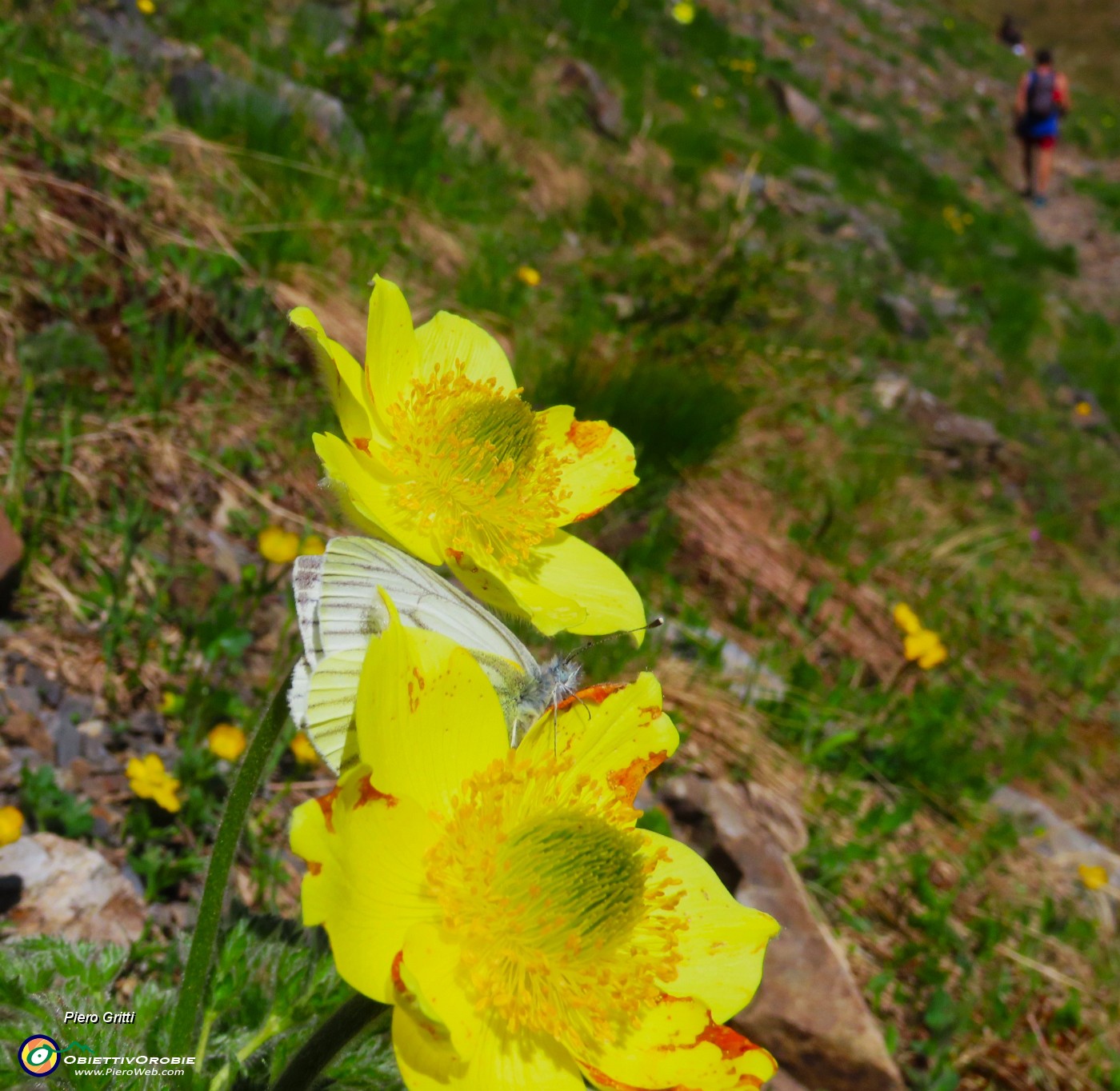 32 Farfalla su Pulsatilla sulfurea.JPG